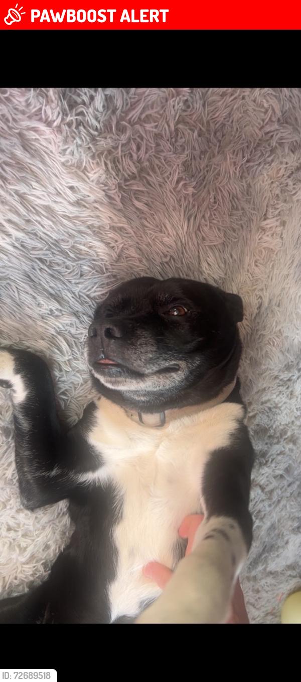 Lost Male Dog last seen Last seen yesterday at hendsford Tesco , Hednesford, England 