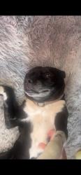 Lost Male Dog last seen Last seen yesterday at hendsford Tesco , Hednesford, England 