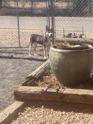 Found/Stray Male Dog last seen 4th street , Albuquerque, NM 87114