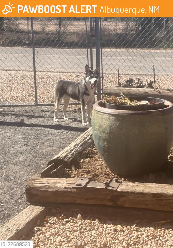 Found/Stray Male Dog last seen 4th street , Albuquerque, NM 87114