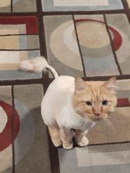 Lost Female Cat last seen Humphrey, Lincoln, NE 68521
