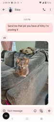Lost Female Cat last seen South 16th and p street, Fort Smith, AR 72901