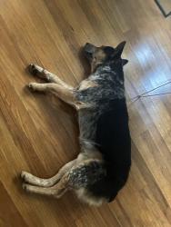 Found/Stray Male Dog last seen Near Berkshire Dr, Waco, TX 76705