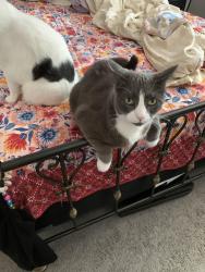 Lost Male Cat last seen Holiday rd west, Jacksonville, FL 32216