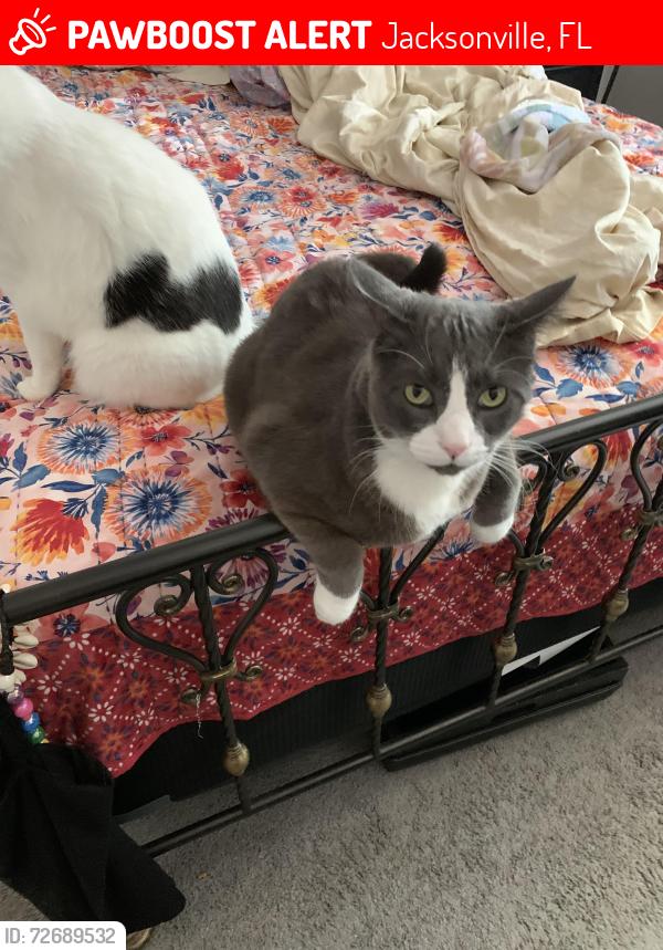 Lost Male Cat last seen Holiday rd west, Jacksonville, FL 32216