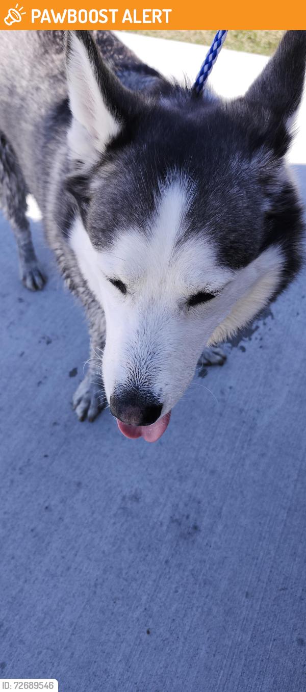 Found/Stray Female Dog last seen 56th and eagle crossing blvd, Lincoln Township, IN 46234
