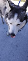 Found/Stray Female Dog last seen 56th and eagle crossing blvd, Lincoln Township, IN 46234