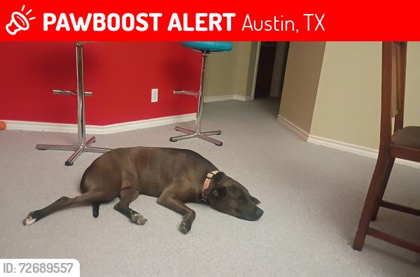 Lost Female Dog last seen pond, Austin, TX 78729