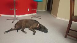 Lost Female Dog last seen pond, Austin, TX 78729