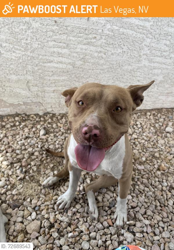 Found/Stray Female Dog last seen Badass Coffee, Las Vegas, NV 89107