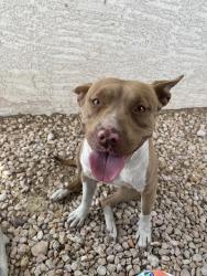 Found/Stray Female Dog last seen Badass Coffee, Las Vegas, NV 89107
