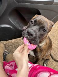 Lost Male Dog last seen Barbara ln , Georgetown, SC 29440