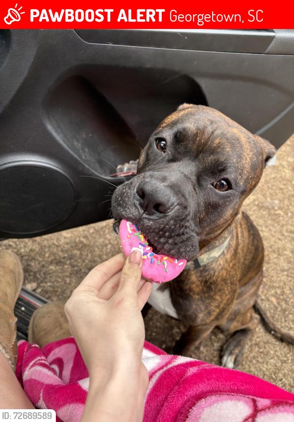 Lost Male Dog last seen Barbara ln , Georgetown, SC 29440
