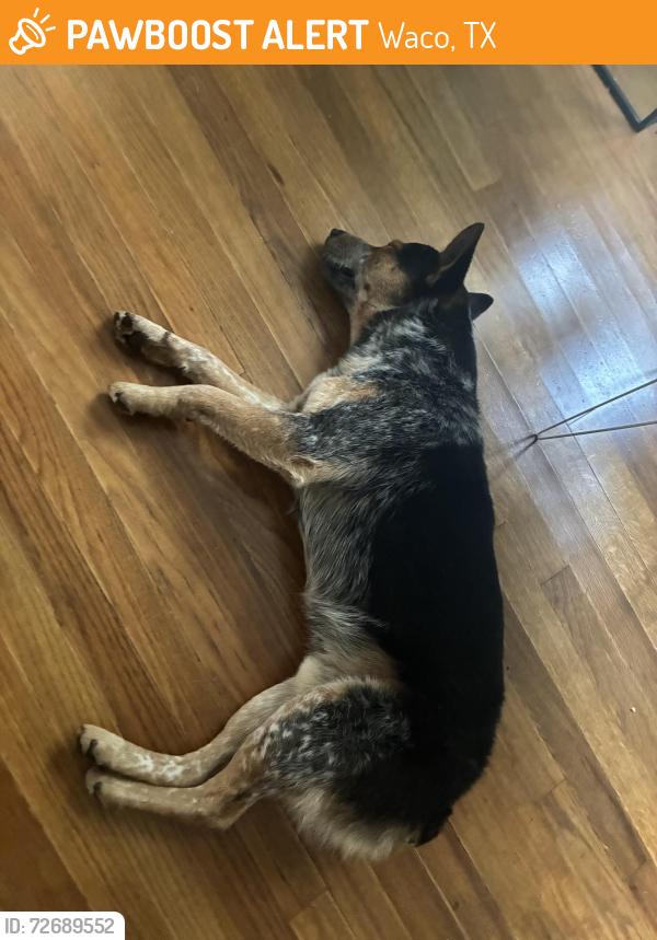 Found/Stray Male Dog last seen Near Berkshire Dr Waco tx , Waco, TX 76705