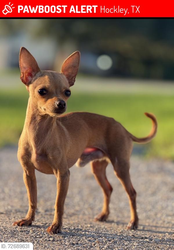 Lost Male Dog last seen Cumberland, Hockley, TX 77447