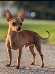 Lost Male Dog last seen Cumberland, Hockley, TX 77447