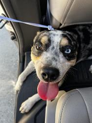 Found/Stray Male Dog last seen Spring Creek Greenway Trail, Spring, TX 77373