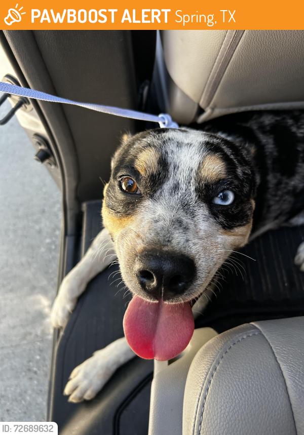 Found/Stray Male Dog last seen Spring Creek Greenway Trail, Spring, TX 77373