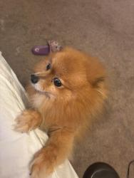 Lost Male Dog last seen Free avenue , Jacksonville, FL 32211