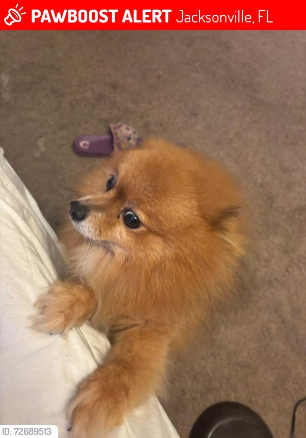 Lost Male Dog last seen Free avenue , Jacksonville, FL 32211
