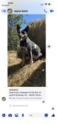 Lost Female Dog last seen Clinton rd /E Grant ave, North Terre Haute, IN 47805