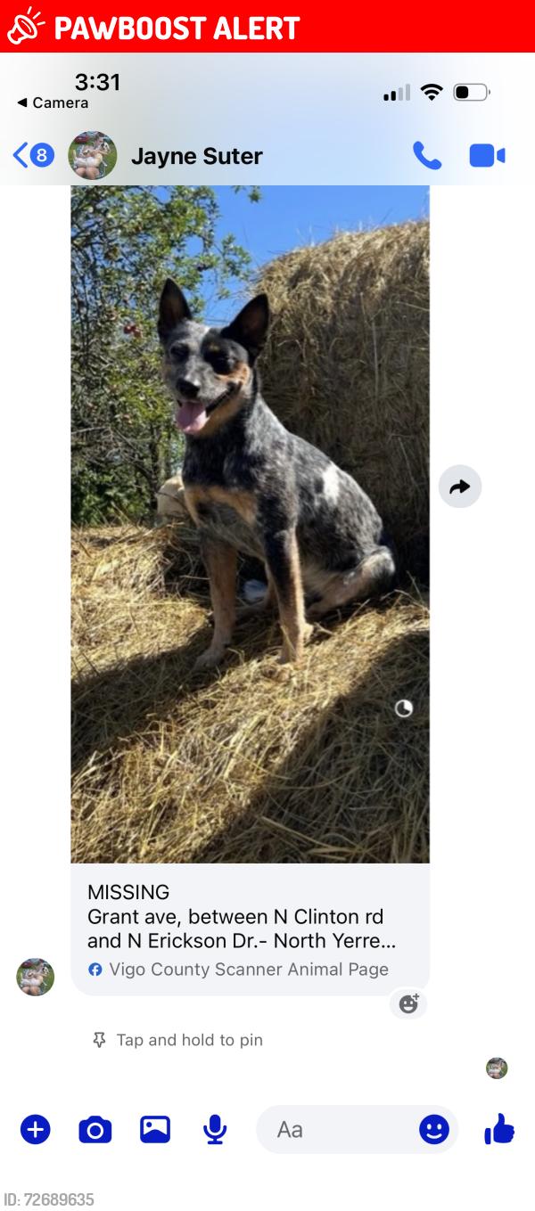 Lost Female Dog last seen Clinton rd /E Grant ave, North Terre Haute, IN 47805