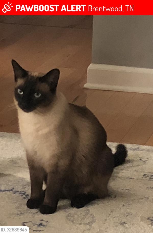 Lost Male Cat last seen Wikle Rd W & Plantation Dr, Brentwood, TN 37027