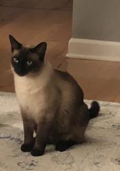 Lost Male Cat last seen Wikle Rd W & Plantation Dr, Brentwood, TN 37027