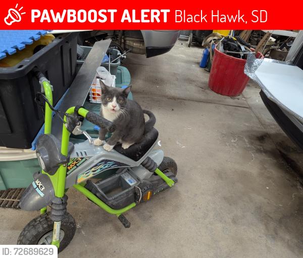 Lost Male Cat last seen Merritt Road - West of Sturgis Road, Black Hawk, SD 57718