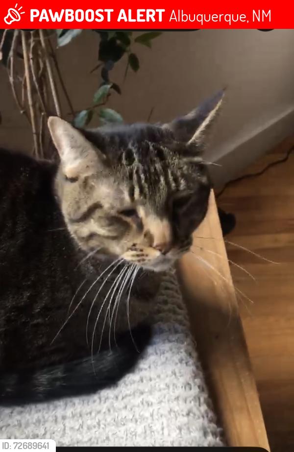 Lost Male Cat last seen Near avenida del sol ne, Albuquerque, NM 87110