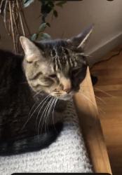 Lost Male Cat last seen Near avenida del sol ne, Albuquerque, NM 87110
