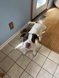Found/Stray Male Dog last seen Westerville, Oh , Westerville, OH 43081
