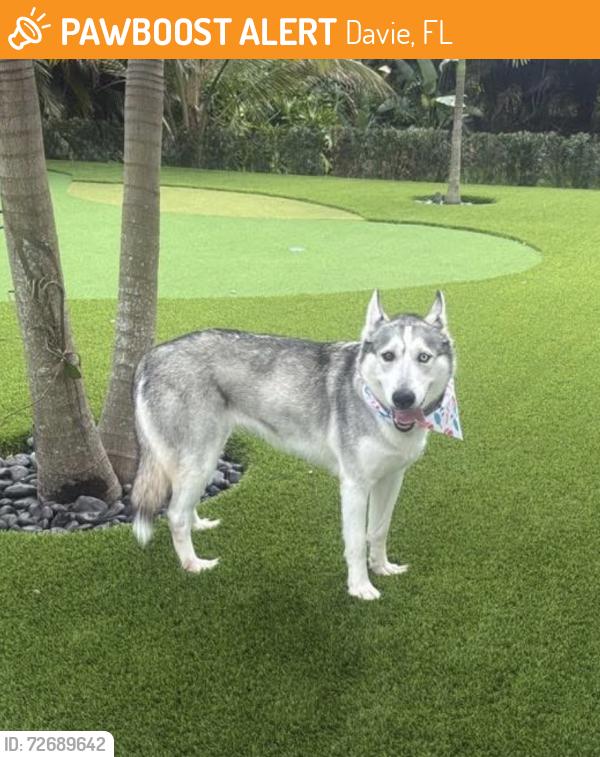 Found/Stray Female Dog last seen 148th ave, Davie FL , Davie, FL 33325