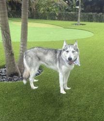 Found/Stray Female Dog last seen 148th ave, Davie FL , Davie, FL 33325
