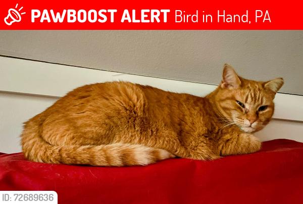Lost Female Cat last seen Rte 340 and Ronks Rd, Bird in Hand, PA 17505
