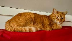 Lost Female Cat last seen Rte 340 and Ronks Rd, Bird in Hand, PA 17505