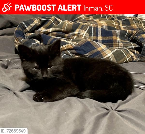 Lost Female Cat last seen Hampton Road, Lyman Furniture Warehouse , Inman, SC 29349