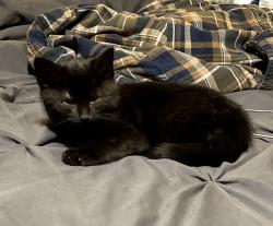 Lost Female Cat last seen Hampton Road, Lyman Furniture Warehouse , Inman, SC 29349