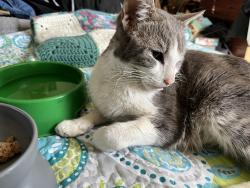 Found/Stray Female Cat last seen Azores & Sayre, Sylmar, CA, Los Angeles, CA 91342