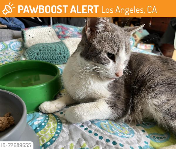 Found/Stray Female Cat last seen Azores & Sayre, Sylmar, CA, Los Angeles, CA 91342