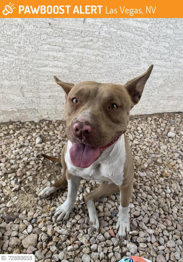 Found/Stray Female Dog last seen Charleston & Jones, near Badass Coffee , Las Vegas, NV 89107