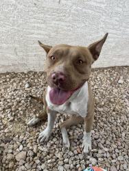 Found/Stray Female Dog last seen Charleston & Jones, near Badass Coffee , Las Vegas, NV 89107
