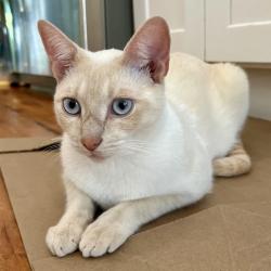 Lost Male Cat last seen Clay St Se & Stanwood, Atlanta, GA 30317