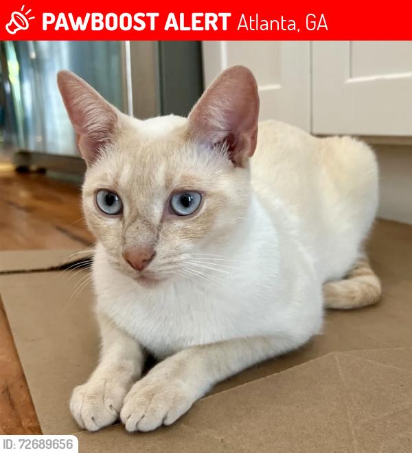 Lost Male Cat last seen Clay St Se & Stanwood, Atlanta, GA 30317