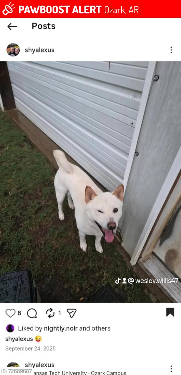 Lost Male Dog last seen Highway 64 , Ozark, AR 72949