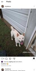Lost Male Dog last seen Highway 64 , Ozark, AR 72949