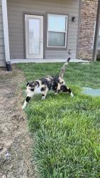 Found/Stray Unknown Cat last seen Merchants Walk, Murfreesboro, TN 37128