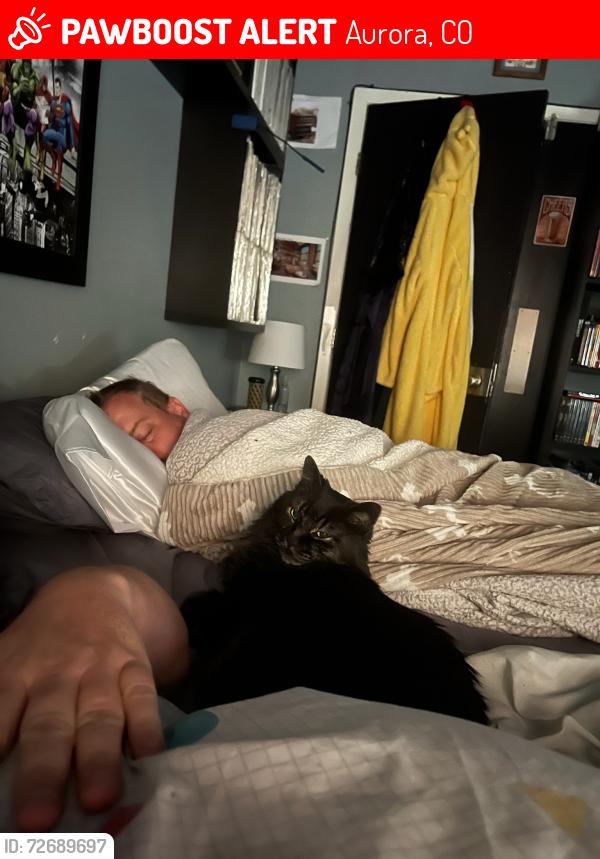 Lost Male Cat last seen Hampden and Uravan, Aurora, CO 80013