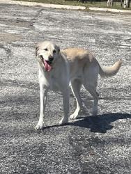 Found/Stray Female Dog last seen New mark pool, Kansas City, MO 64155