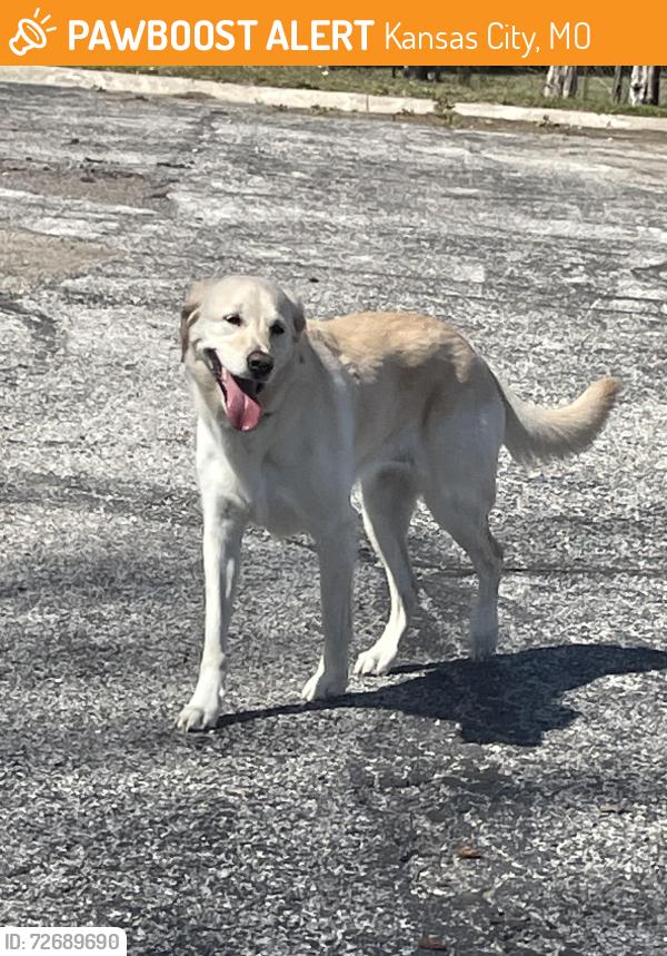 Found/Stray Female Dog last seen New mark pool, Kansas City, MO 64155
